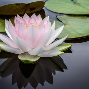 30 octubre - 1 novembre 2026 Aprendre a meditar: cultiu d'actituds positives